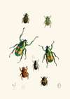 The cabinet of oriental entomology Pl XVIII