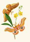 The cabinet of oriental entomology Pl XXI