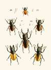 The cabinet of oriental entomology Pl XXVII