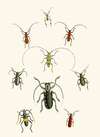 The cabinet of oriental entomology Pl XXX
