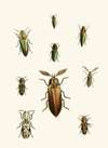 The cabinet of oriental entomology Pl XXXVI