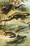 Salamander maculosa, Salamander atra, Triton alpestris