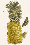 Ananas mur