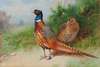 A hen and cock pheasant by gorse