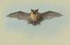 Study of a common pipistrelle bat