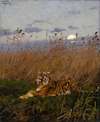 A Tiger Among Rushes In The Moonlight