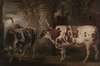 Portraits of Two Extraordinary Oxen, the Property of the Earl of Powis