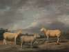 Ryelands Sheep, the King’s Ram, the King’s Ewe and Lord Somerville’s Wether