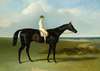 Mr O’Brien’S Dark Bay Racehorse Jonathan Wild With Jockey T. Ryder Up