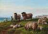 Sheep grazing on a headland