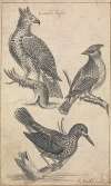 Crowned Eagle and Two Birds