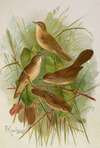 Acrocephalus agricolus Jardon, Cettia cetti (Marm.), Locustella lanceolata (Temm.)