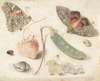 Studies of Fruits, Insects and Shells