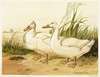 White Aylesbury Ducks