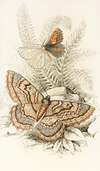 Angerona prunaria, Alcis scolopacea