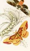Ceratocampa imperialis, Harpyia Banksiae
