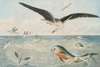 Poisson volants, Dorades, Albatros
