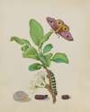 Metamorphosis of a Small Emperor Moth on a Damson Plum, plate 13 of the Caterpillar Book