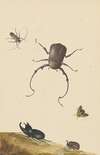 Four Beetles and a Flying Stink Bug