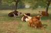 Cows in a Grassy Field