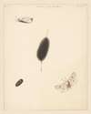 Studieblad met rups, cocon en nachtvlinder met uitgespreide vleugels van de Aretia Menthastri