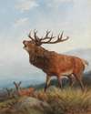 A Bellowing Stag