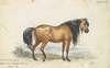 Eelback Dun Stock, Ukraine Decussated Horse