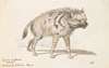 The Hyena of Albara