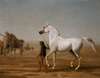 The Wellesley Grey Arabian Led through the Desert
