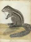 Ceylons eekhoorntje
