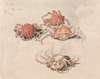 Studies of Spider Crabs, Venice