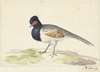 Vogel met grijze staartveren, zwarte kop met rode vlek, naar links