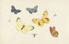 Sheet of Studies with Five Butterflies, a Wasp, and Two Flies