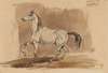 Siwy koń arabski ‘Obeian’