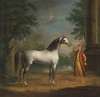 The grey Arab stallion ‘The Lister Turk’, held by a Turkish groom in a landscape
