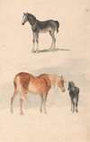 Two Studies; a Foal, and a Mare and Foal