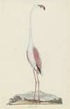 Phoenicopterus ruber roseus (Greater flamingo)