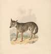 Canis Lupus, or Gray Wolf