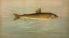 The Rocky Mountain Whitefish, Coregonus williamsoni.
