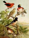 Die Nordamerikanische Vogelwelt pl26