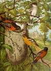 Die Nordamerikanische Vogelwelt pl33