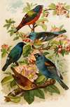 Die Nordamerikanische Vogelwelt pl28