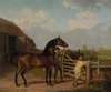 Bay Ascham, a stallion, led through a gate to a mare