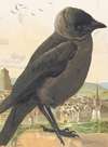 Choucas (corbeau)