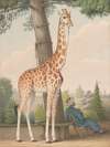 Study of the Giraffe Given to Charles X by the Viceroy of Egypt