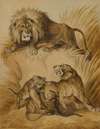 A Lion, Lioness and two cubs