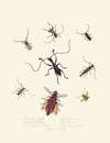 An epitome of the natural history of the insects of New Holland, New Zealand Pl.04