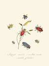 An epitome of the natural history of the insects of New Holland, New Zealand Pl.06