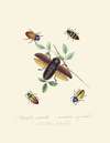 An epitome of the natural history of the insects of New Holland, New Zealand Pl.07