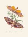 An epitome of the natural history of the insects of New Holland, New Zealand Pl.32